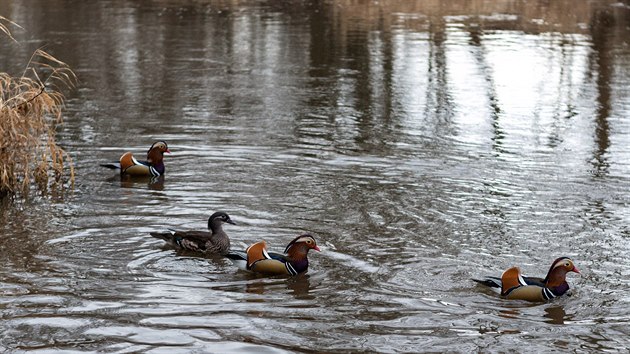 Skupina kachniek mandarnskch na Mlnskm potoku v Olomouci, pro tento druh typicky peste zbarven jsou samci.