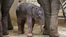 Dlouho oekávané sln se slonici Tamae narodilo dnes po tetí hodin ráno....