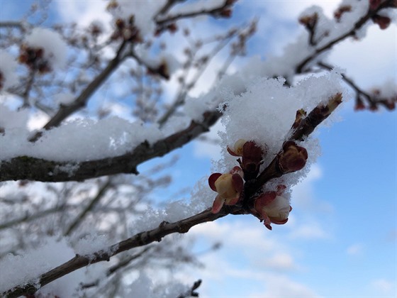 V noci na 31. bezna 2020 v esku nasnilo. U kvetoucí ovocné stromy tak pokryl sníh. (31. bezna 2020)