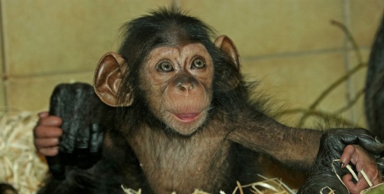 Šimpanzí slečně Caile, která se narodila v plzeňské zoo, budou tři měsíce.
