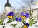 Sníh zasypal rozkvetlé květiny v Kopeckého sadech v Plzni. Dopoledne sněžilo v...