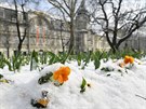 Sníh zasypal rozkvetlé kvtiny v Kopeckého sadech v Plzni. Dopoledne snilo v...