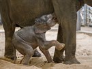 Sloní samička od prvního dne krásně pije od mámy.