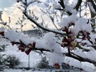 V noci na 31. bezna v esku nasnilo. U kvetoucí stromy tak pokryl sníh....