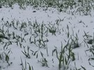 Ozimé obilí na polích u áru nad Metují je po teplých dnech znovu pod snhem...