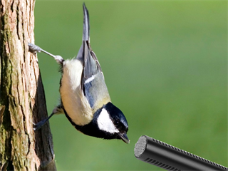 Zpěv ptáčků v přímém přenosu.