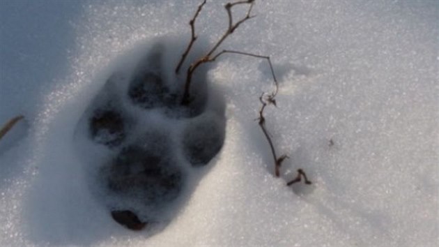 Vl�� stopy zji�t�n� p�i s��t�n� �elem v Beskydech v �noru 2020