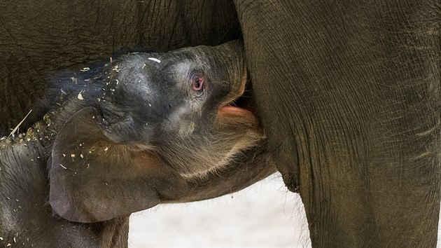 Slon samika od prvnho dne krsn pije od mmy.