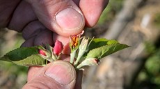 Takhle vypadají květy jabloní sežehnuté mrazem. | na serveru Lidovky.cz | aktuální zprávy