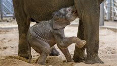 Sloní samika od prvního dne krásn pije od mámy.