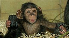 �impanzí sle�n� Caile, která se narodila v plze�ské zoo, budou t�i m�síce.