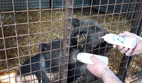 Jaroslav Káa pedal ti medvíata slovenské zoo na hranicích v Brumov-Bylnici...