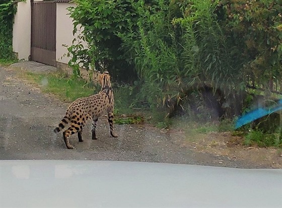 Kokovitá elma pvodem z Afriky se v Újezdu nad Lesy zabhla i v roce 2019.