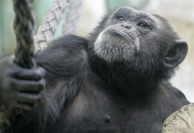 Šimpanz v liberecké zahradě