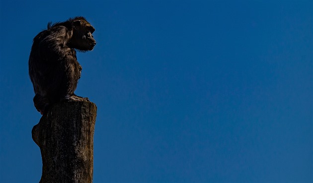 V Safari Parku ve Dvoře Králové dali lidoopy do karantény. Nákaza hrozí i jim