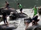 Zamstnanci uzaveného sloního parku Taweechai nedaleko thajského Kanchanaburi...