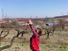 Uitelé pracují ve vinohradech místo student