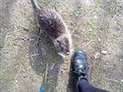 Nutrie v Plzni se staly atrakc�, mohou b�t nebezpe�n�