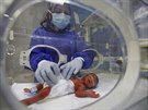 Oetovatelka se stará o novorozen v mateské místnosti nemocnice Najafu v...