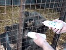 Jaroslav Káa pedal ti medvíata slovenské zoo na hranicích v Brumov-Bylnici...