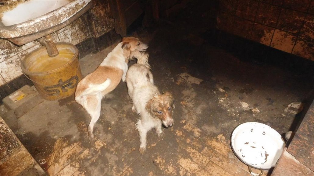Veterináři v Přestavlkách na Chrudimsku odebrali majiteli 39 psů. Žili v...
