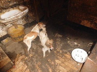 Veterináři v Přestavlkách na Chrudimsku odebrali majiteli 39 psů. Žili v...