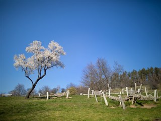 Kvůli protikoronavirovým opatřením musela Botanická zahrada Praha 13. března...