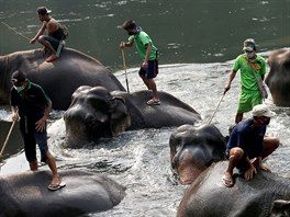 Zamstnanci uzavenho slonho parku Taweechai nedaleko thajskho Kanchanaburi...