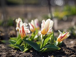 Z půdy se derou na sluníčko jarní cibuloviny, a to nejen skalkové tulipány.