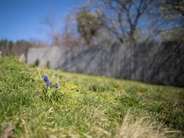 Modřenec hroznatý (Muscari neglectum) v trávníku stráně s výhledem na Prahu,...