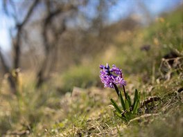 Hyacint východní (Hyacinthus orientalis) kvete hned za medonosným domečkem.