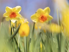 Narcisky se žlutými i vícebarevnými květy na jarním slunci úplně svítí...