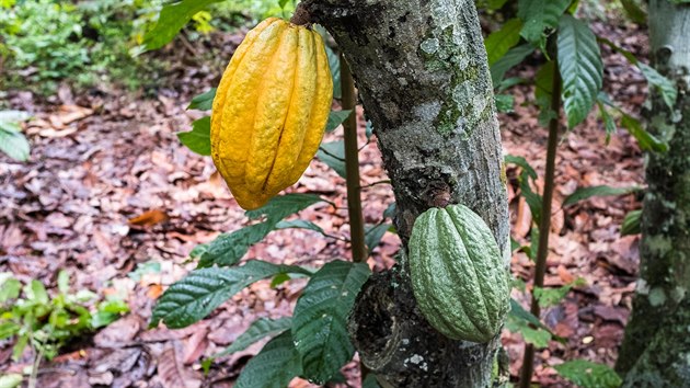 Hledme ty nejlep kakaov boby, spolupracujeme pmo s farmi nebo drustvy, k Filip Tepl.