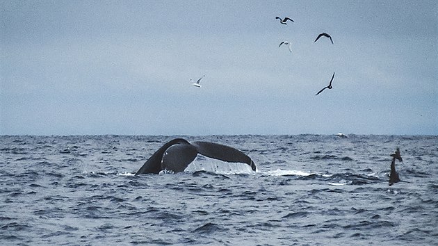 Během plavby můžeme pozorovat velryby.