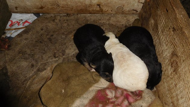 Veterini v Pestavlkch na Chrudimsku odebrali majiteli 39 ps. ili v nevyhovujcch podmnkch.