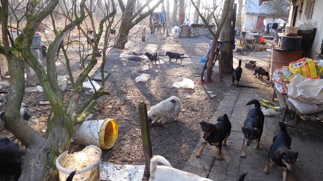 Veterináři v Přestavlkách na Chrudimsku odebrali majiteli 39 psů. Žili v nevyhovujících podmínkách.