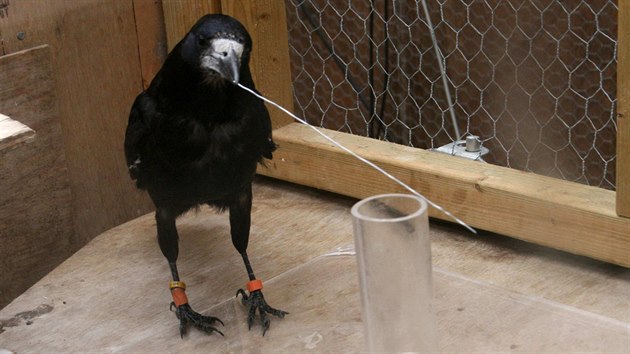 Vr�ny si dok�ou vyr�b�t n�stroje. T�eba h��ek, s jeho� pomoc� vyndaj� p�ek�ku v �zk�m v�lci, na jeho� dn� je potrava. I k n� se pak dostanou d�ky neuv��iteln� �ikovnosti a vynal�zavosti.