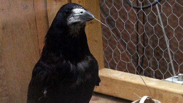 Vr�ny si dok�ou vyr�b�t n�stroje. T�eba h��ek, s jeho� pomoc� vyndaj� p�ek�ku v �zk�m v�lci, na jeho� dn� je potrava. I k n� se pak dostanou d�ky neuv��iteln� �ikovnosti a vynal�zavosti.