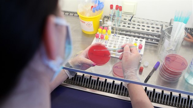 V Ústavu mikrobiologie olomoucké fakultní nemocnice se každý den testují vzorky na koronavirus.