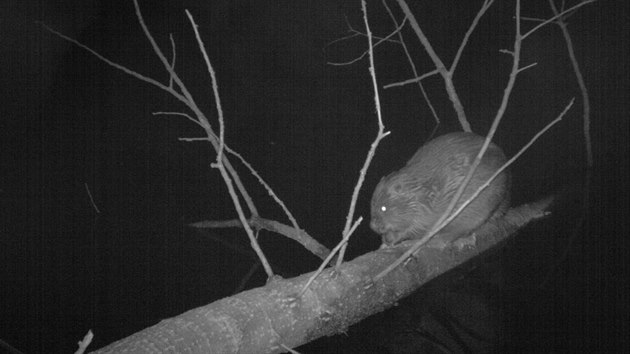 Bobr, jak ho zachytila fotopast ve ���rsk�ch vr��ch.