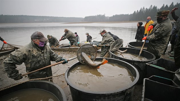 Desítky rybářů v neobvyklém termínu vylovily rybník Sykovec u Tří Studní na Žďársku. Kvůli opatřením proti šíření nového koronaviru však pracovali bez obvyklých diváků a v rouškách.