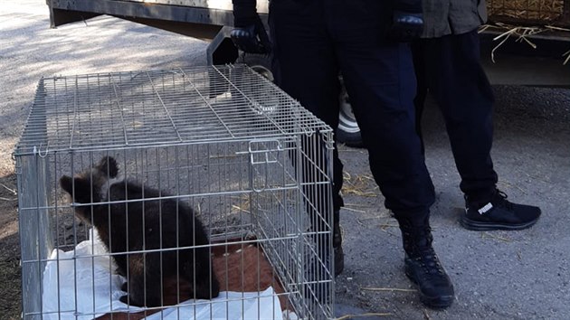 Jaroslav Káňa předal tři medvíďata slovenské zoo na hranicích v Brumově-Bylnici za asistence policistů.