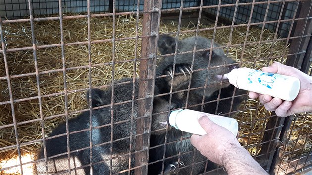 Jaroslav Ka pedal ti medvata slovensk zoo na hranicch v Brumov-Bylnici za asistence policist.
