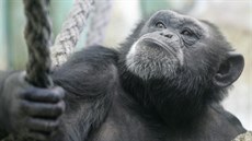 �impanz v liberecké zahrad�