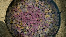 Podzimní fialové hortenzie - symbol harmonie