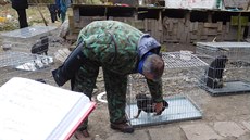 Veterináři v Přestavlkách na Chrudimsku odebrali majiteli 39 psů. Žili v...