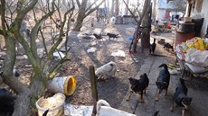 Veterinái v Pestavlkách na Chrudimsku odebrali majiteli 39 ps. ili v...