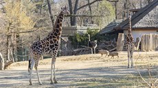 Zvíata si podle editele zoo rychle zvykla, e je neobdivují hluné davy, a stejn tak se pizpsobí, a se pihrnou zpátky. 