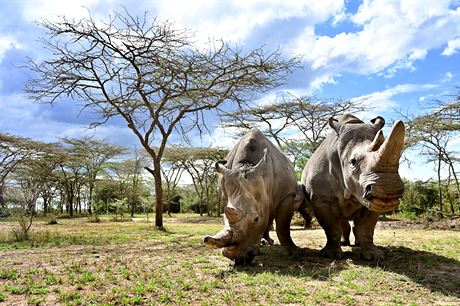 Severní bílí nosoroci Najin a Fatu v keském národním parku Ol Pejeta (kvten...
