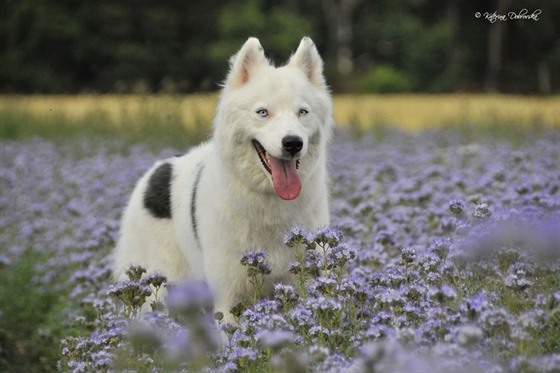 Jakutská lajka je svéhlavý a velmi hrdý pes.